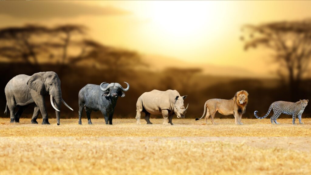 Big 5 Masai Mara