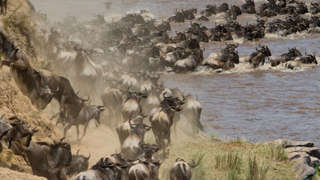 Wildbeest Migration in Masai Mara