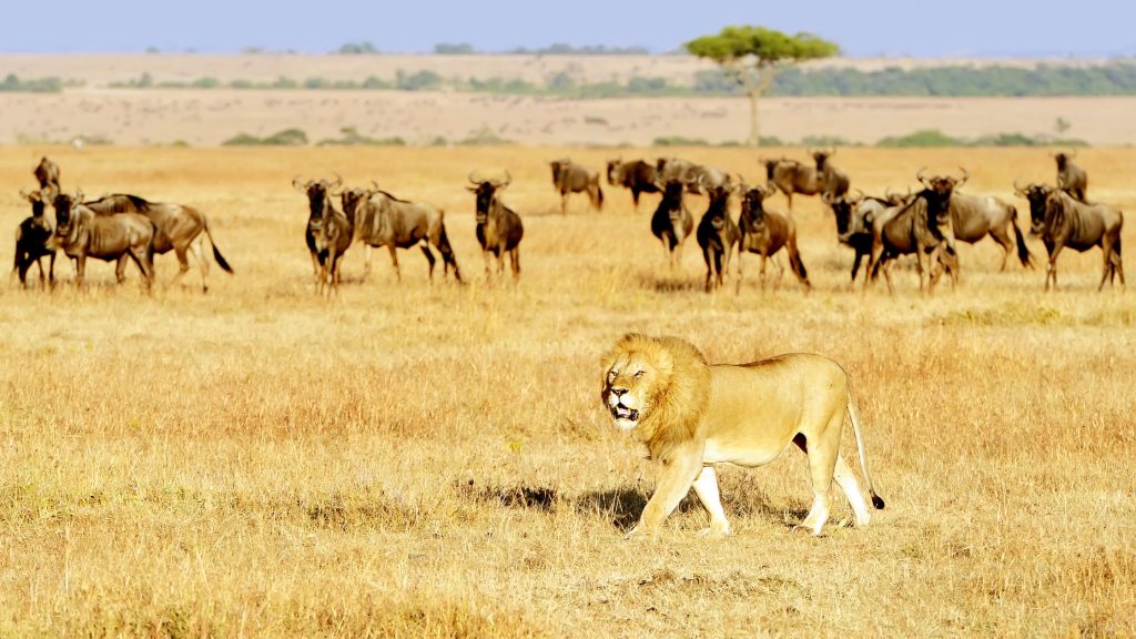 The best time to visit Masai Mara